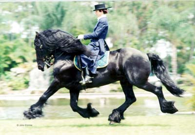 friesian[1].jpg