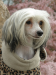 Čínský chochlatý pes,Fanny Forea.jpg